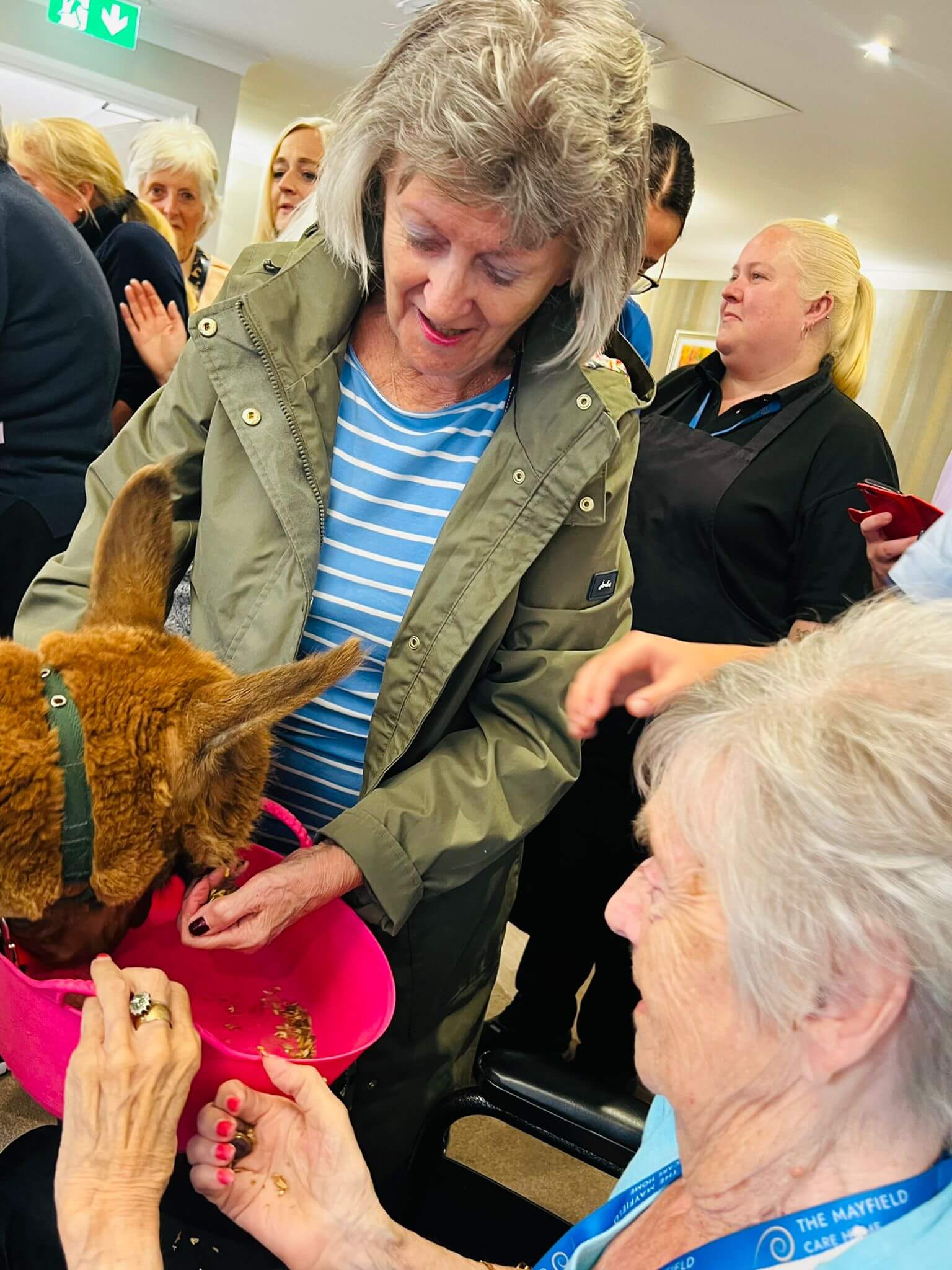 Alpaca visit The Mayfield Care Home