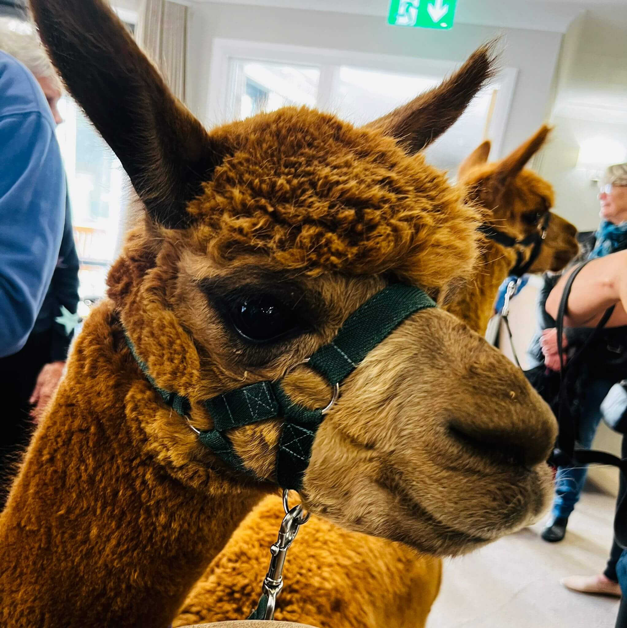 Alpaca visit The Mayfield Care Home