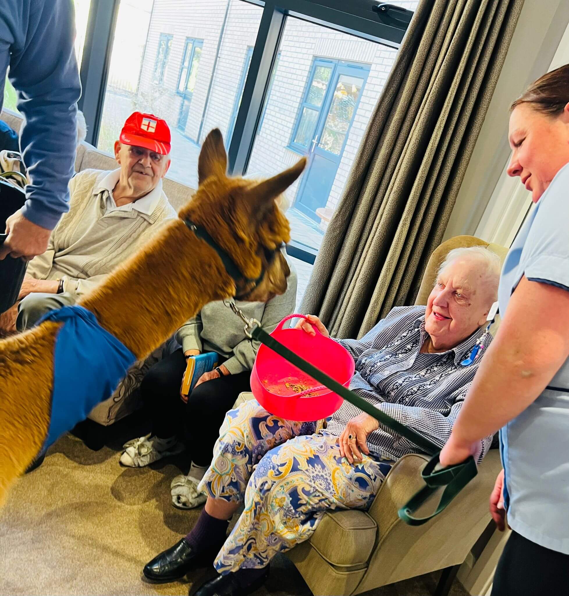 Alpaca visit The Mayfield Care Home