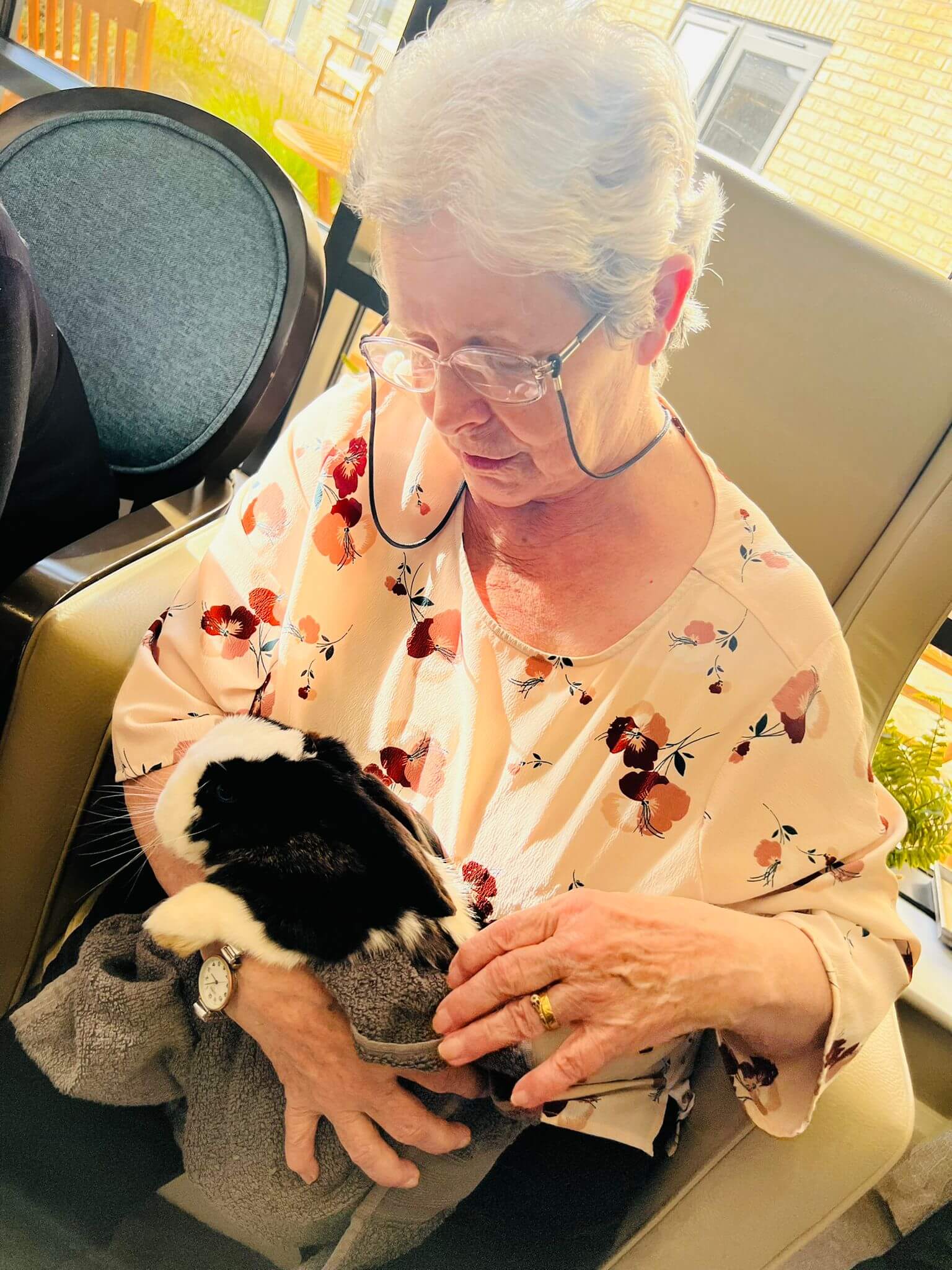 Alpaca visit The Mayfield Care Home