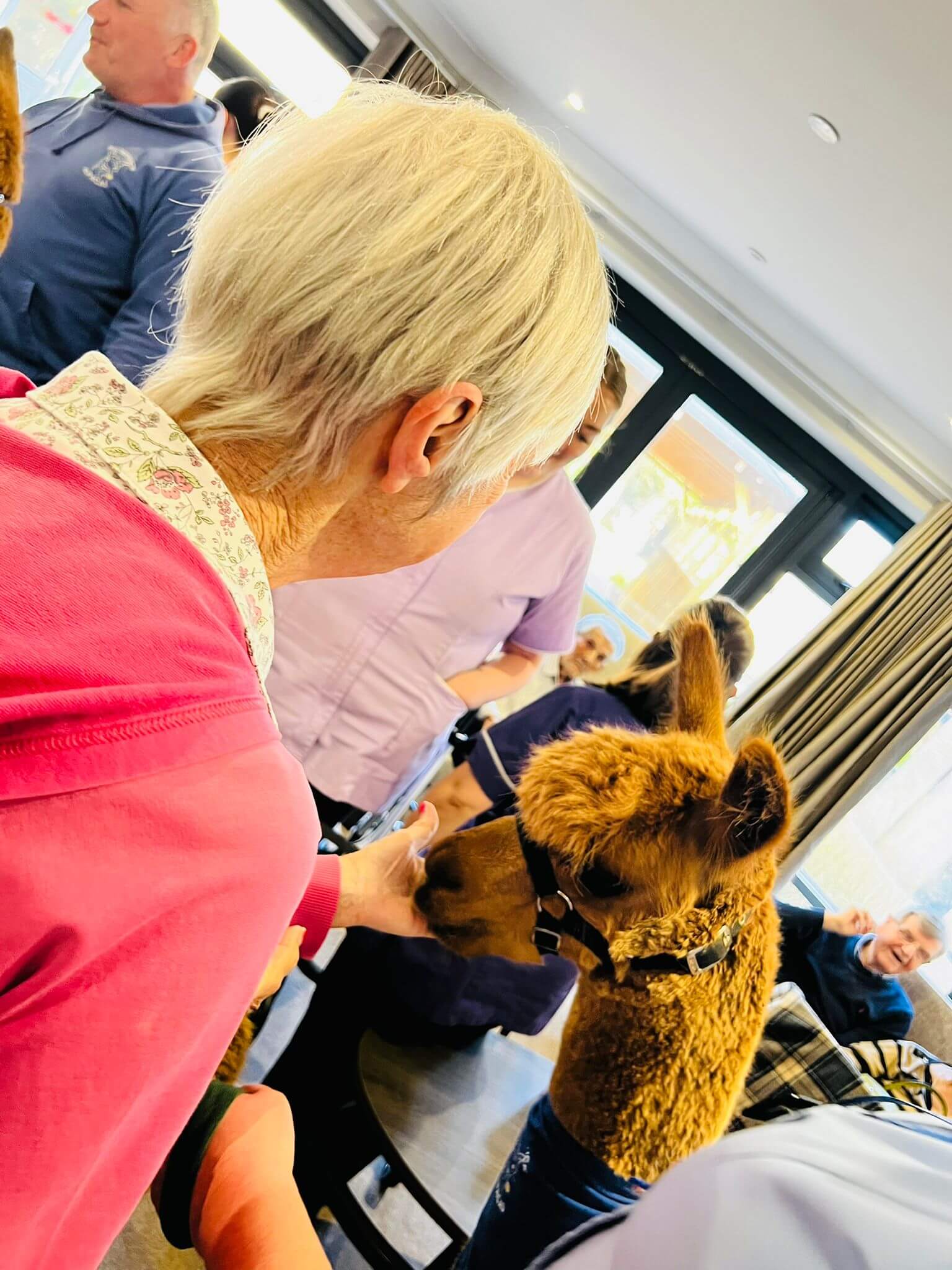 Alpaca visit The Mayfield Care Home