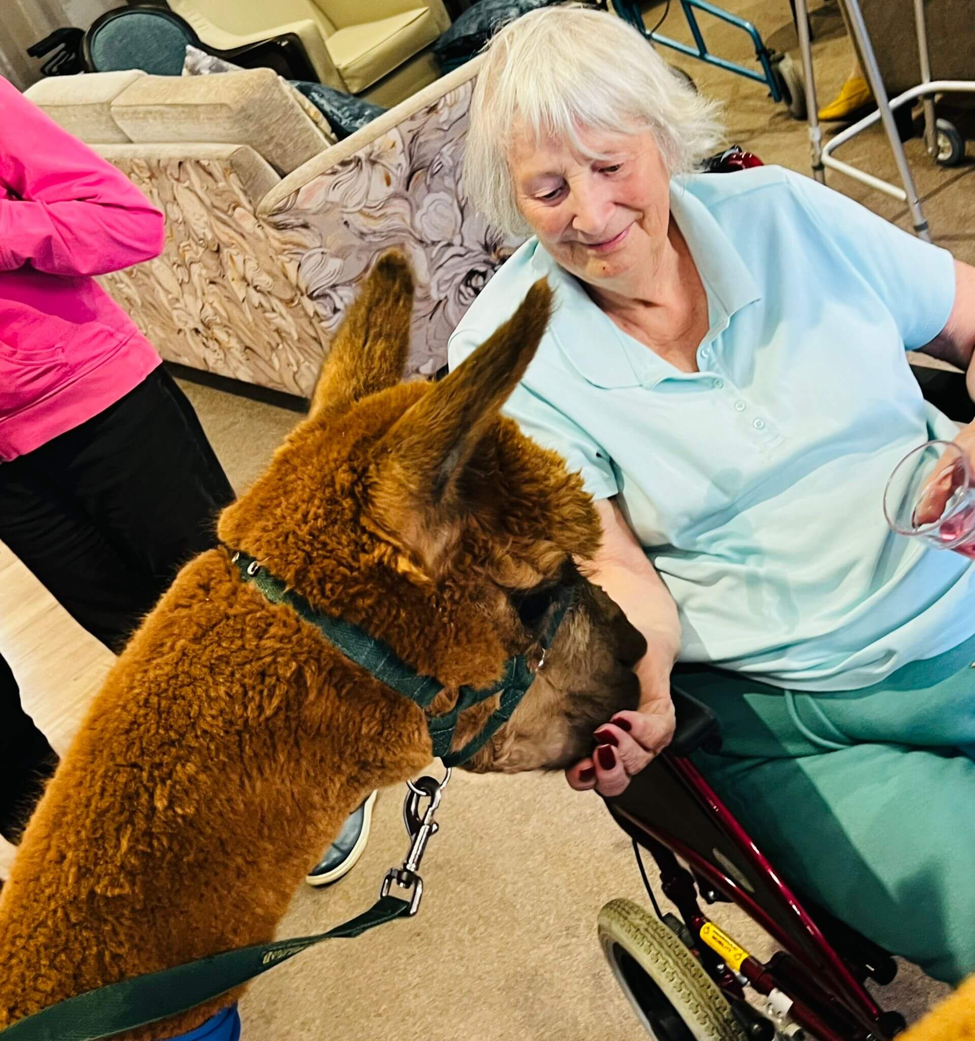 Alpaca visit The Mayfield Care Home